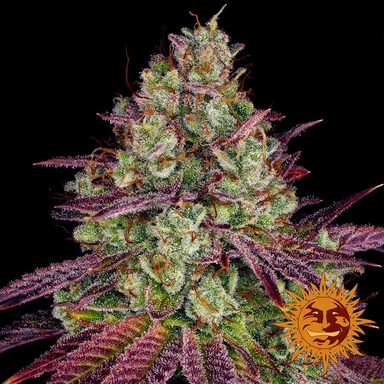 Barney's Farm - Mimosa Evo (fem.)