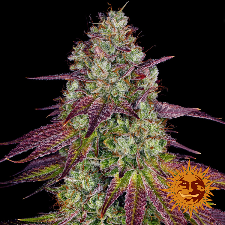 Barney's Farm - Mimosa Evo (fem.)