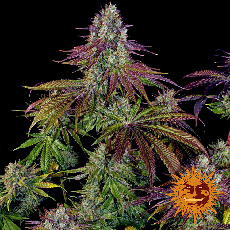 Barney's Farm - Mimosa Evo (fem.)