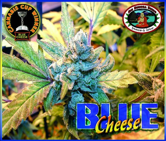 Big Buddha Seeds - Blue Cheese (fem.)