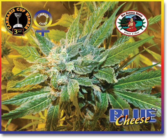 Big Buddha Seeds - Blue Cheese (fem.)