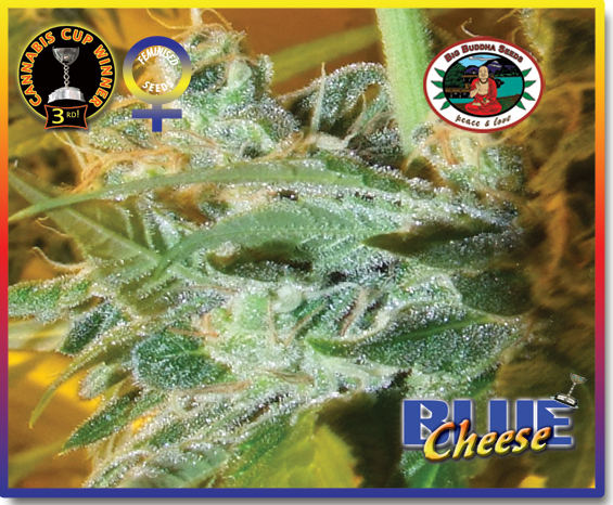 Big Buddha Seeds - Blue Cheese (fem.)