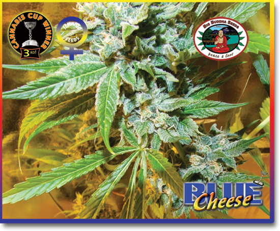 Big Buddha Seeds - Blue Cheese (fem.)