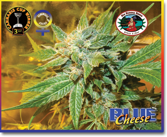 Big Buddha Seeds - Blue Cheese (fem.)