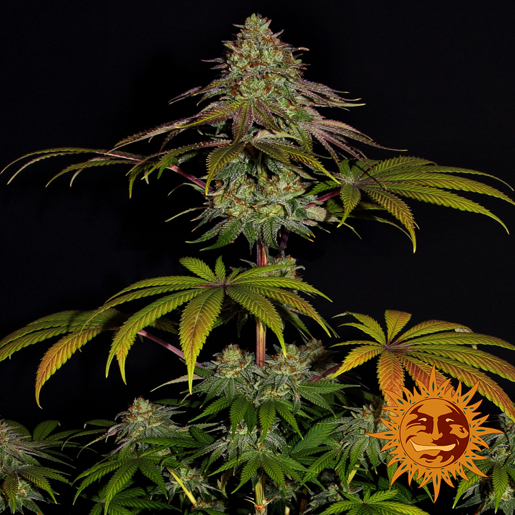 Barney's Farm - Wedding Cake (fem.)