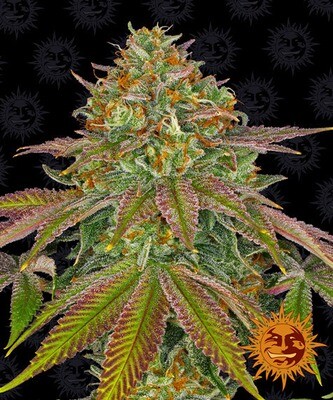 Barney's Farm - Wedding Cake (fem.) 06918