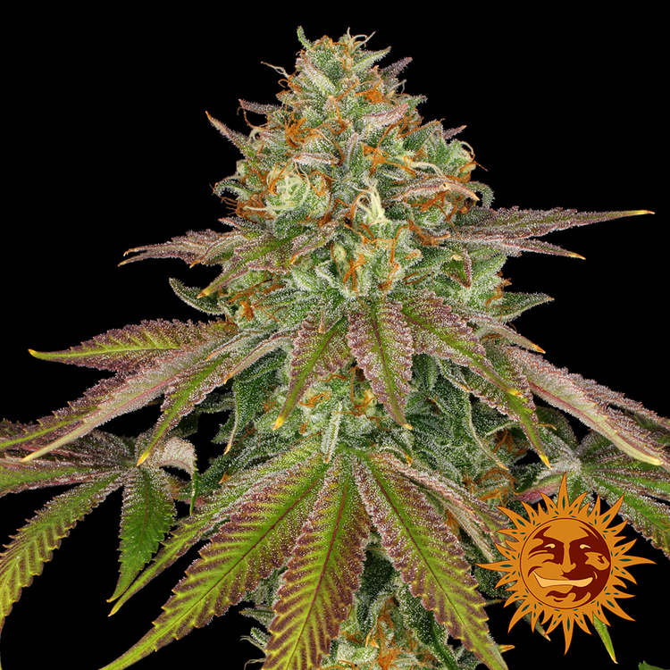 Barney's Farm - Wedding Cake (fem.)