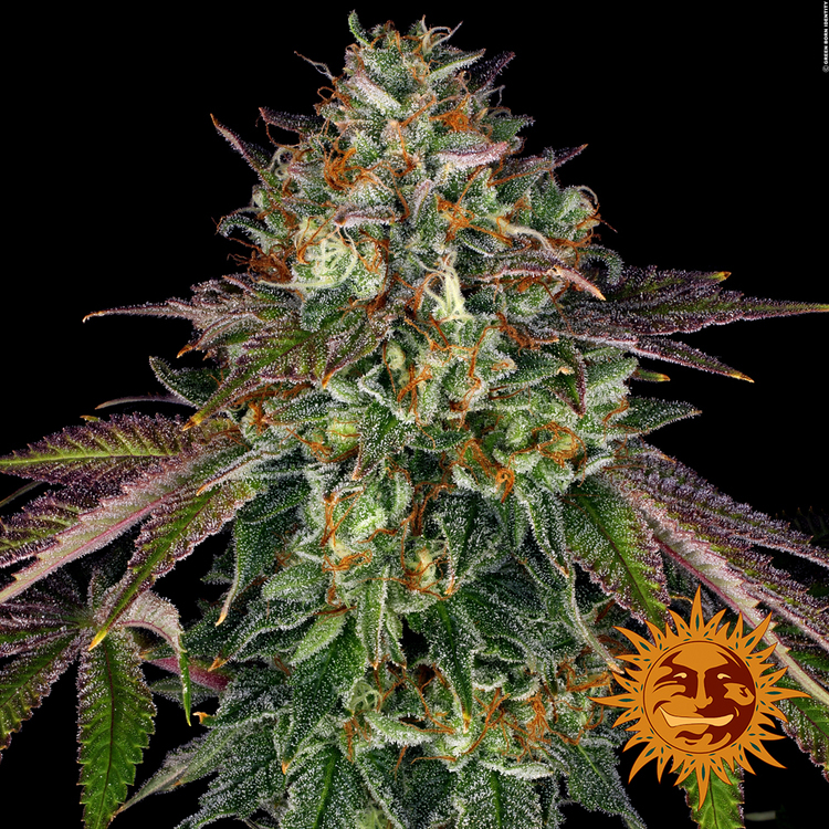 Barney's Farm - Wedding Cake (fem.)