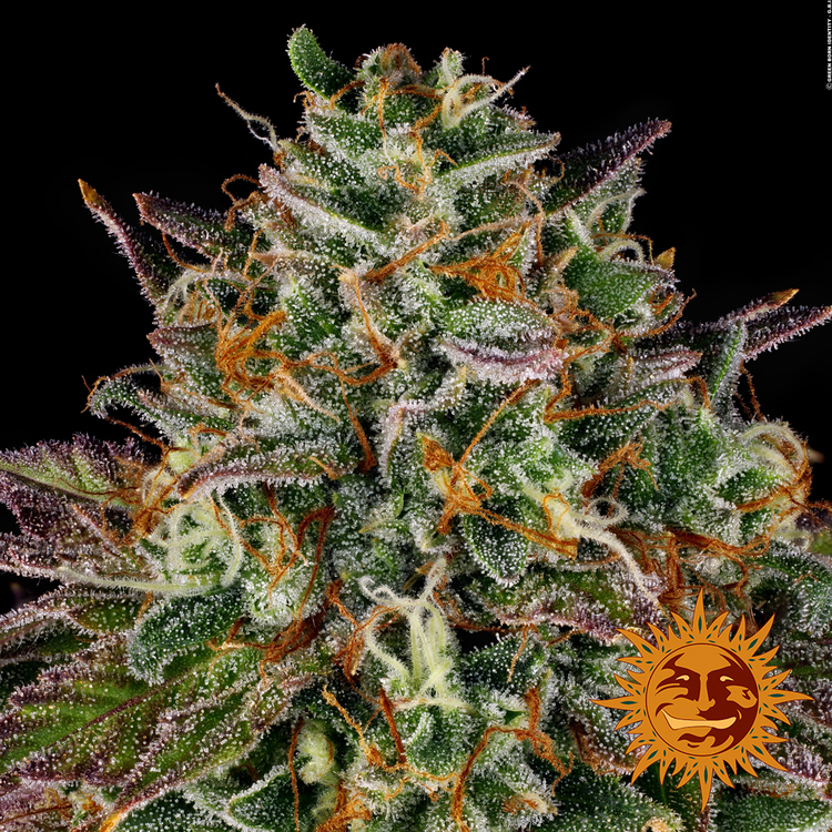 Barney's Farm - Wedding Cake (fem.)