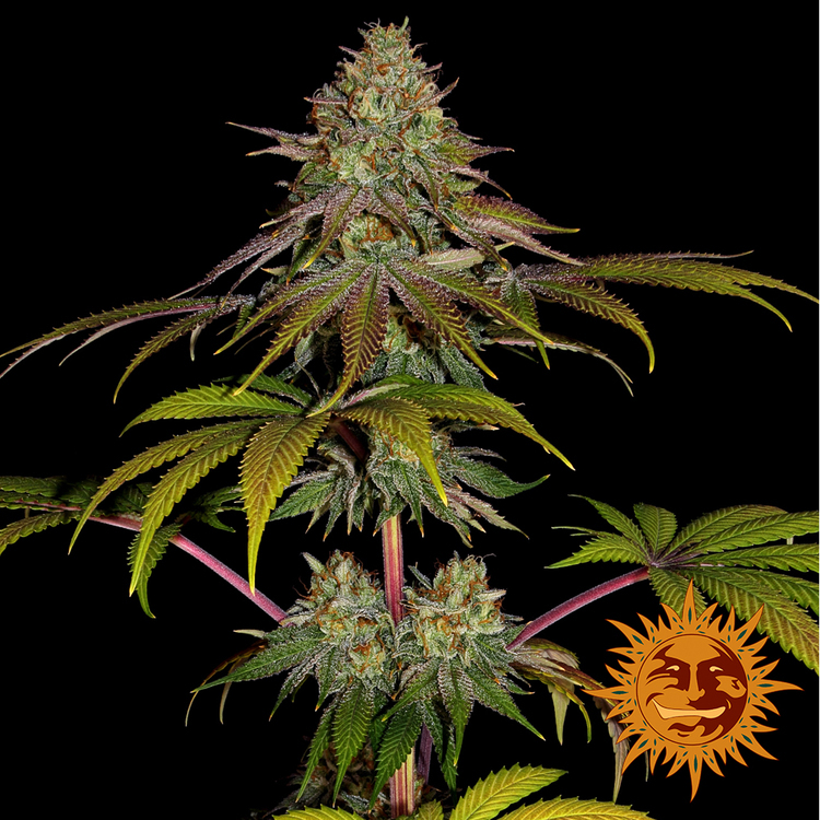 Barney's Farm - Wedding Cake (fem.)