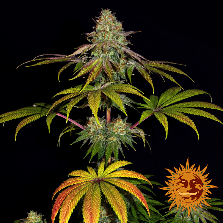 Barney's Farm - Wedding Cake (fem.)