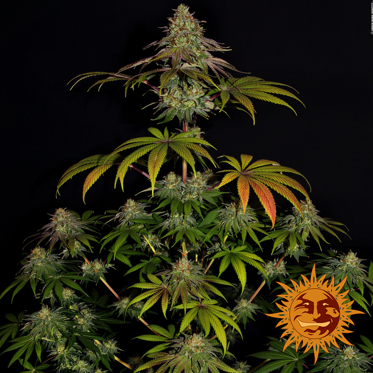 Barney's Farm - Wedding Cake (fem.)