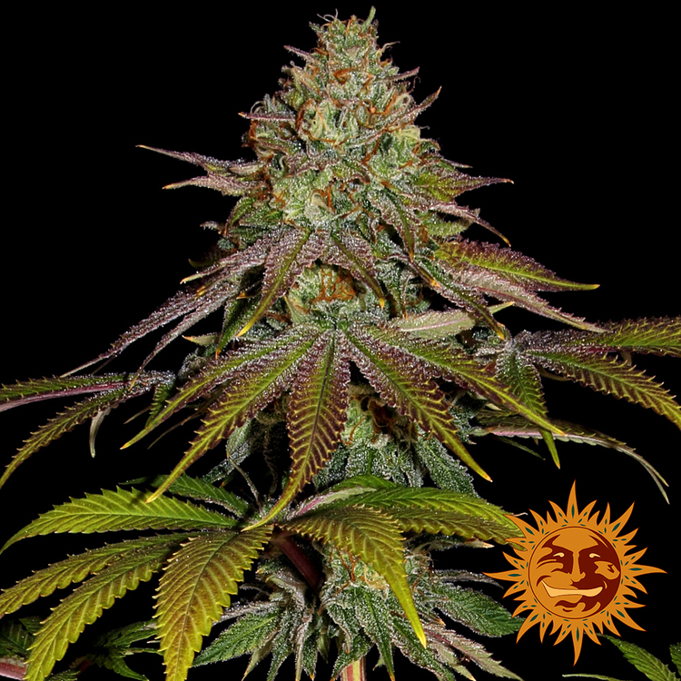 Barney's Farm - Wedding Cake (fem.)