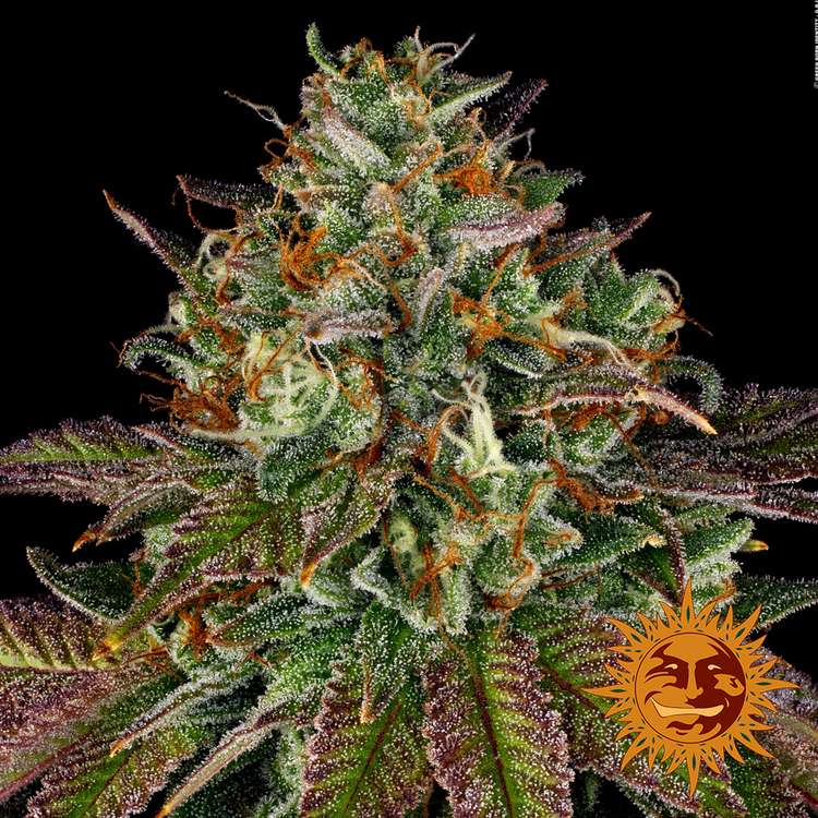 Barney's Farm - Wedding Cake (fem.)