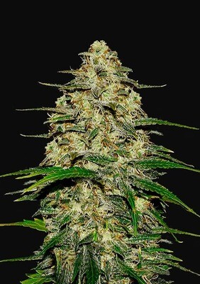 FastBuds - Wedding Cheesecake Auto (auto/fem.) 06922