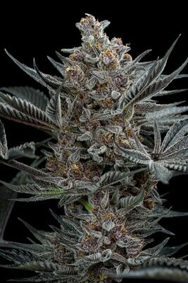 Humboldt Seed Organization - Forbidden Dream (fem.) 06928