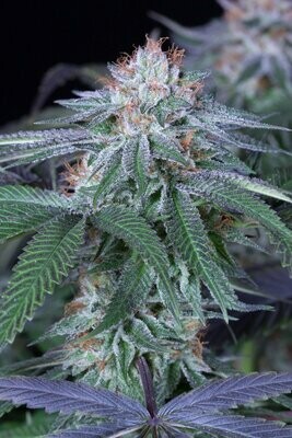 Humboldt Seed Organization - Velvet Octane (fem.) 06930
