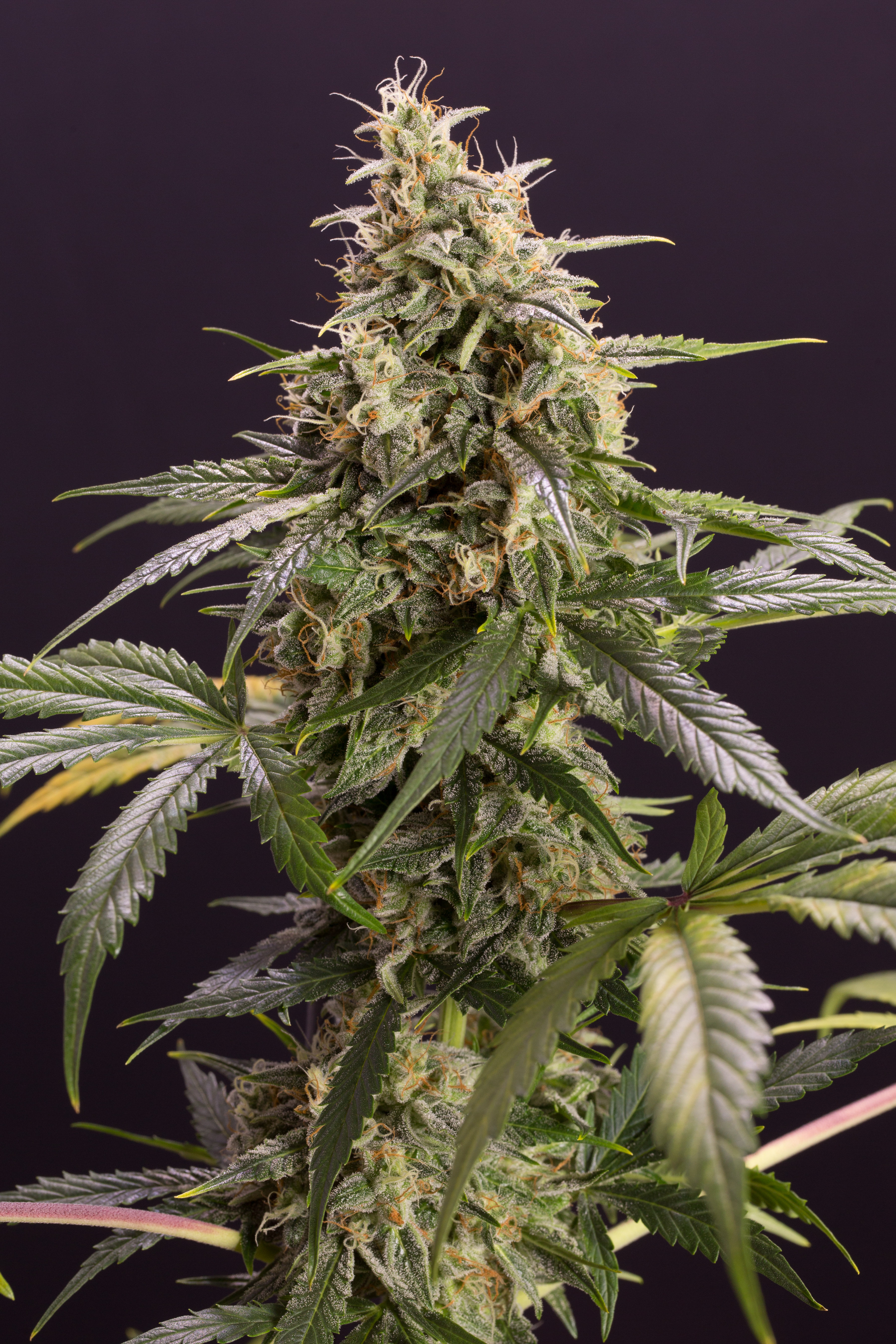 Humboldt Seed Organization - Chem-Bomb Auto (auto/fem.)
