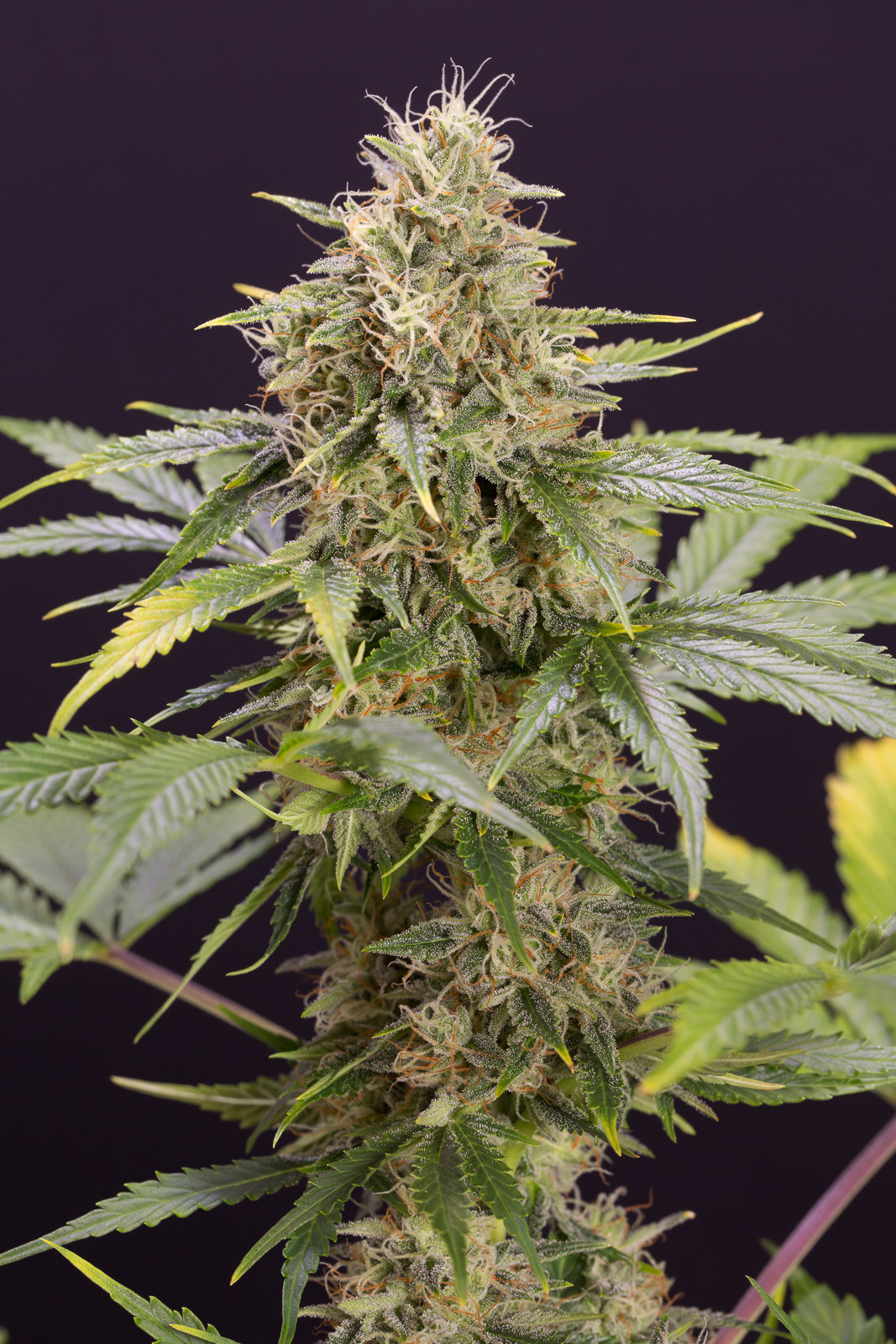 Humboldt Seed Organization - Chocolate Mint OG Auto (auto/fem.)