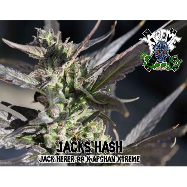 Xtreme Seeds - Jack's Hash (reg.)