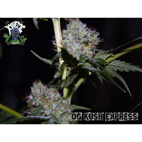 Xtreme Seeds - OG Kush Express (fem.)