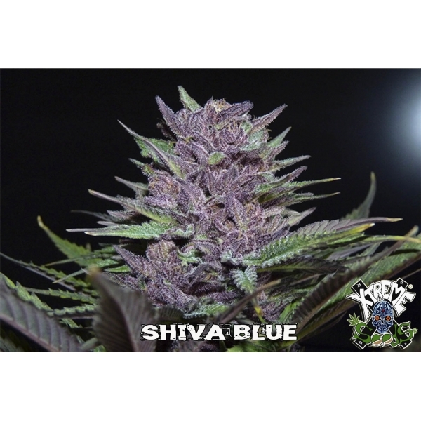 Xtreme Seeds - Shiva Blue (reg.)