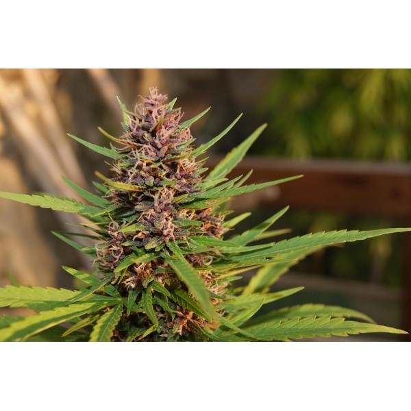 Xtreme Seeds - M.B.C '99 (fem.)