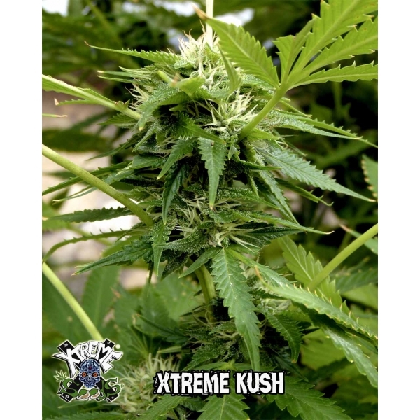 Xtreme Seeds - Xtreme Kush (fem.)