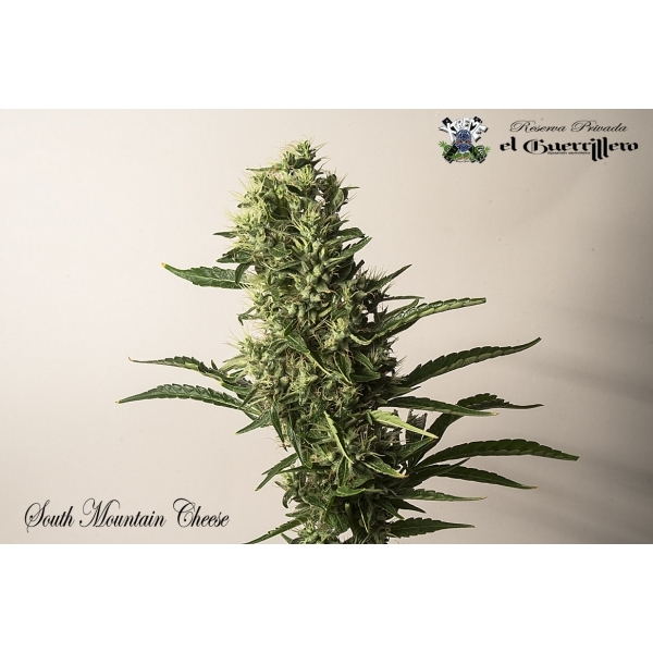 Xtreme Seeds - South Mountain Cheese (fem.)