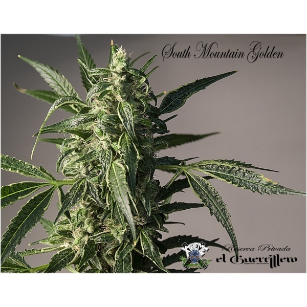 Xtreme Seeds - South Mountain Golden (fem.)
