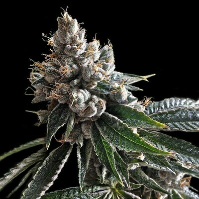 DNA Genetics - Golden Lemons (fem.) 02731