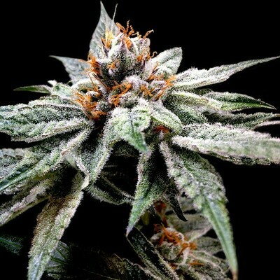 DNA Genetics - DJ's Gold (fem.) 02729