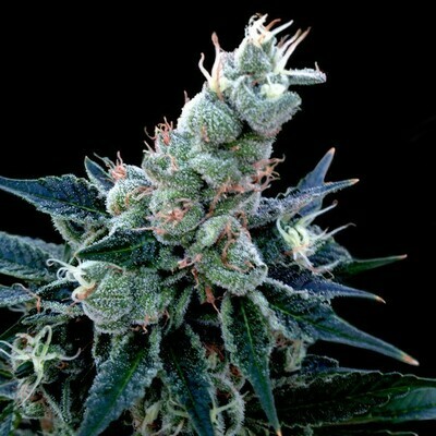 Grow Your Own (DNA Genetics) - Double Alien 18 (fem.) 02703
