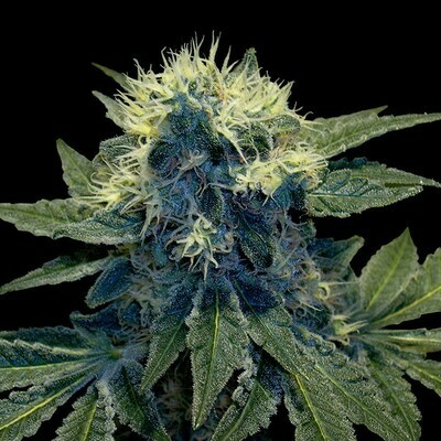 Grow Your Own (DNA Genetics) - Sharksbreath (fem.) 02713
