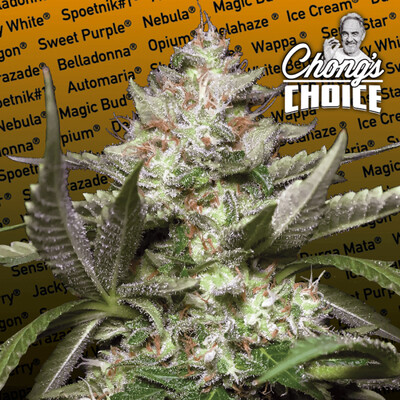 Paradise Seeds - Auto Kong 4 (auto/fem.) 06943