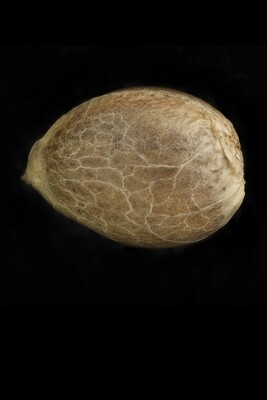 Humboldt Seed Organization - Lingerie (fem.) 06948