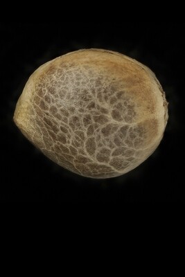 Humboldt Seed Organization - Purple Matcha (fem.) 06949