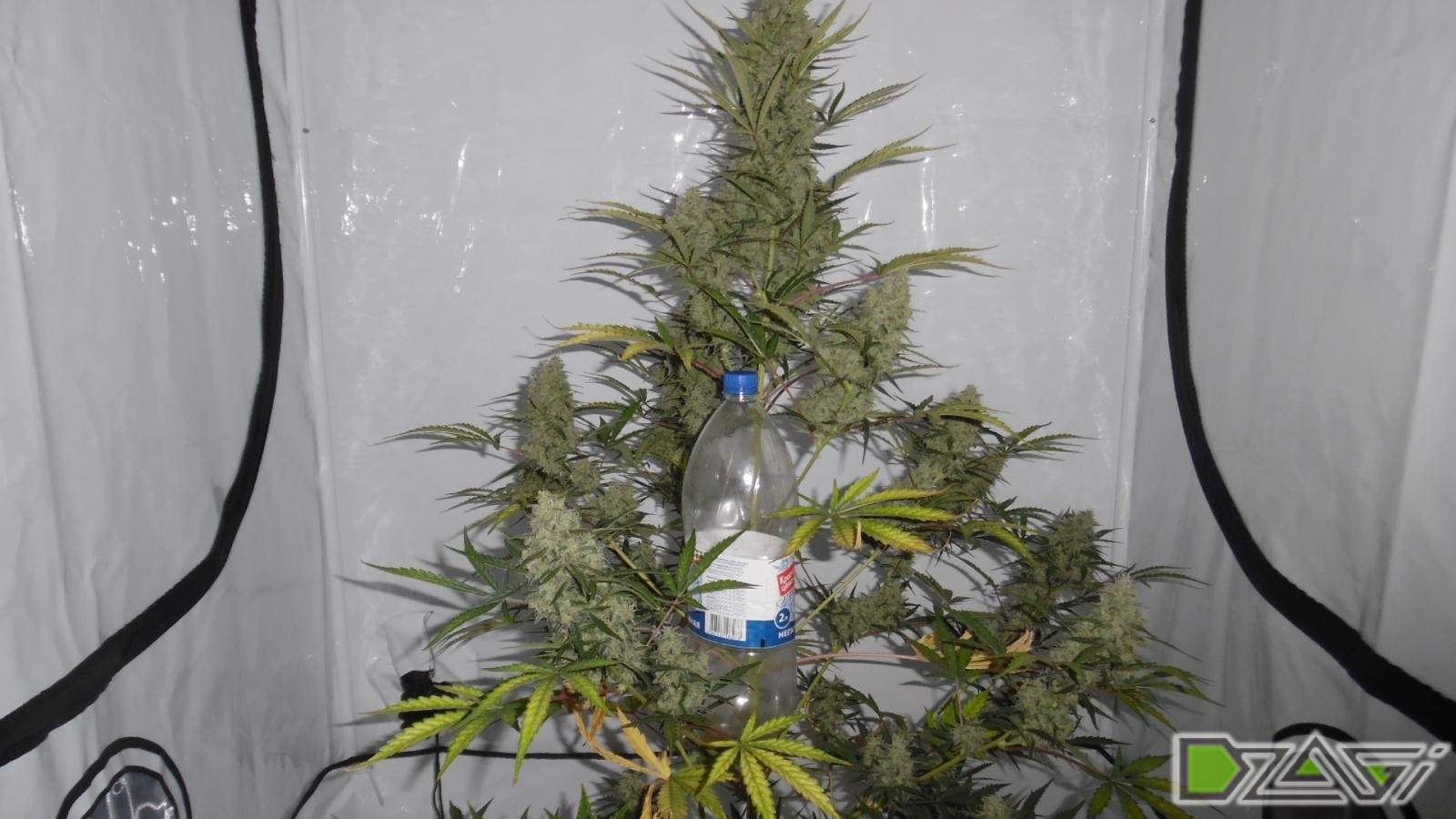 Репорт на форуме Dzagi сорта Fruit Siesta Auto под HPS 600W