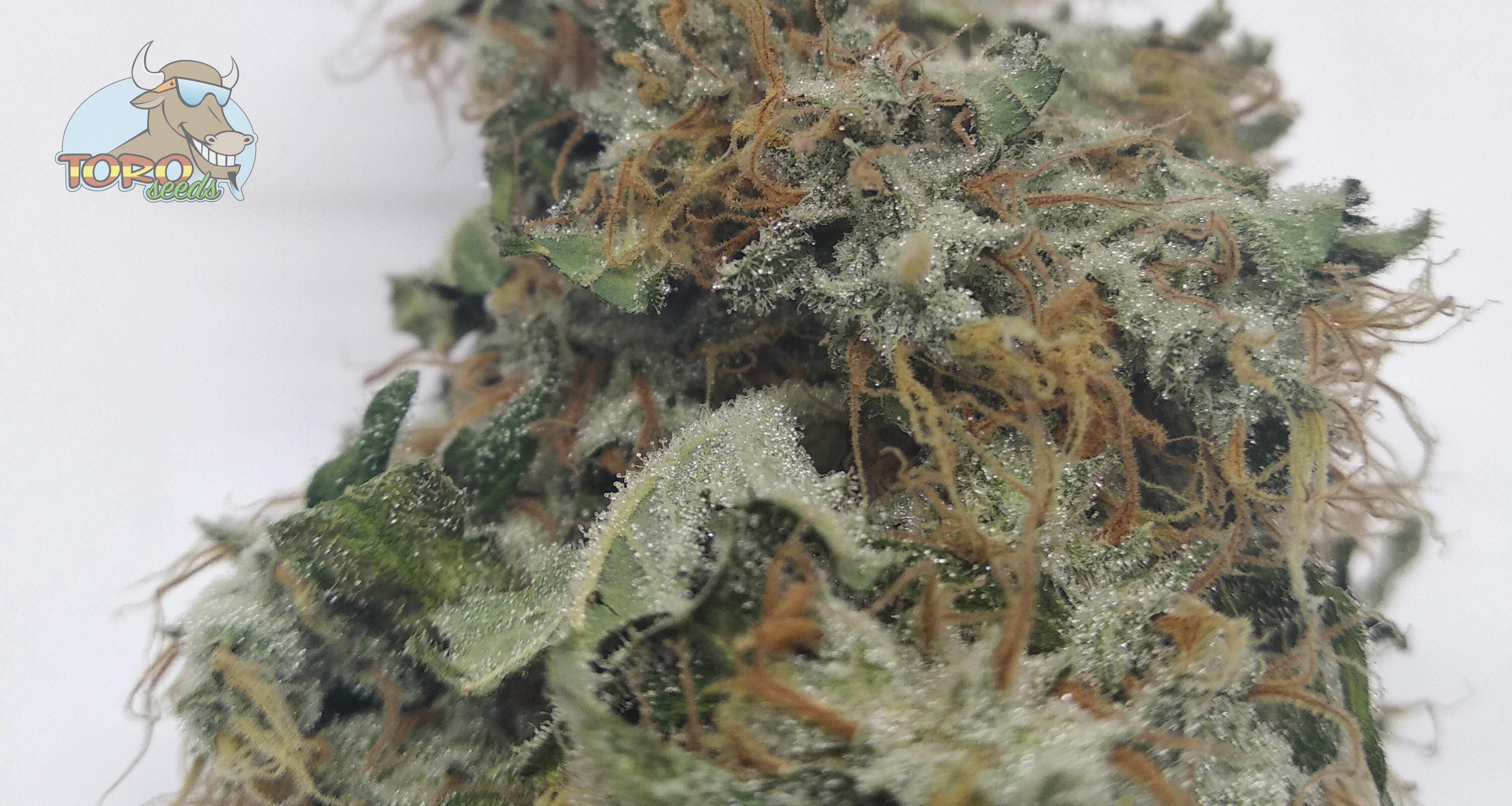 Фото Fruit Siesta от HappyHobby (growdiaries)