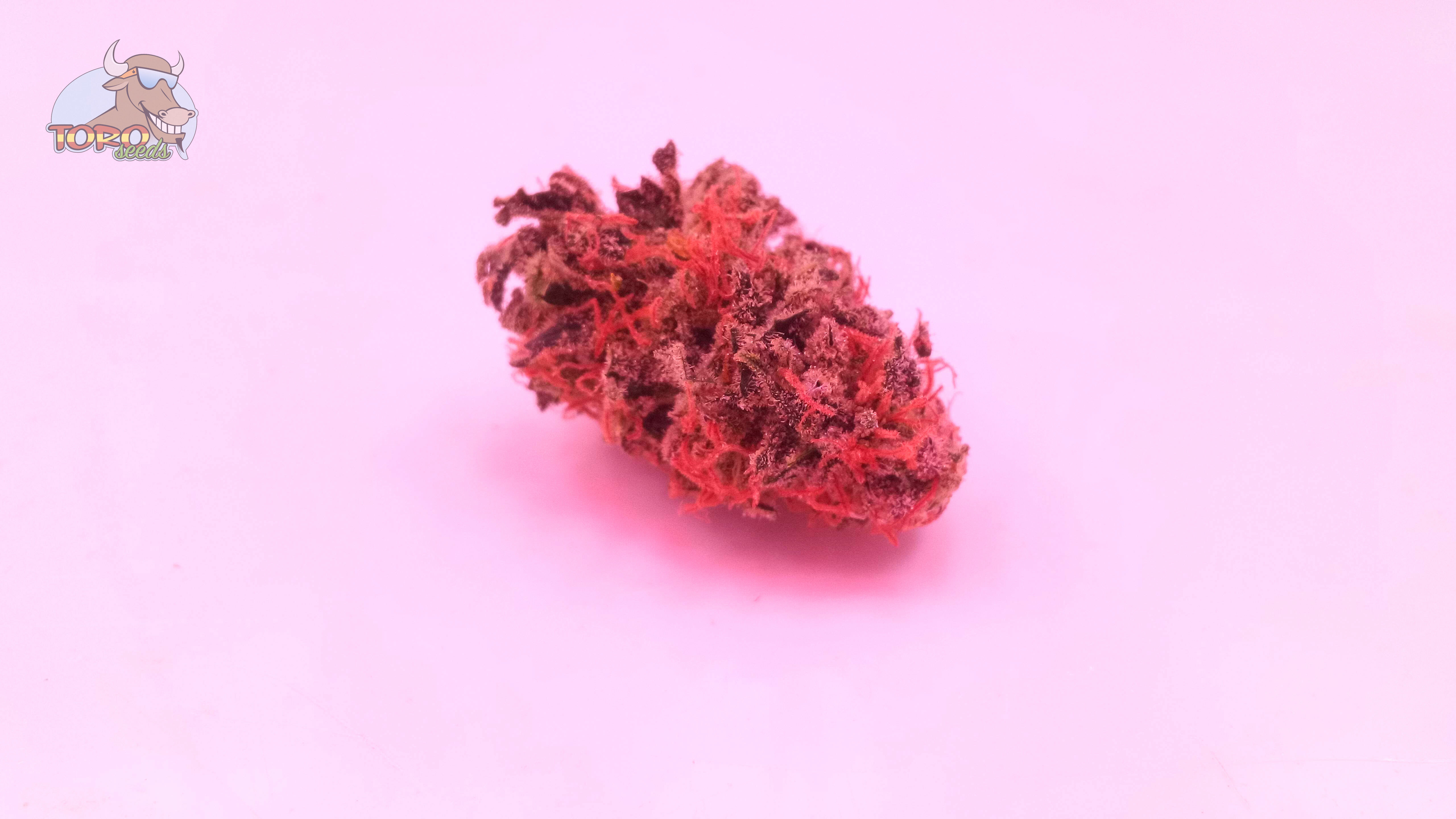 Фото Fruit Siesta от S_V_F_O (growdiaries)