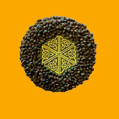 Mandala Seeds - Fast N' Glorious (reg.) 06952