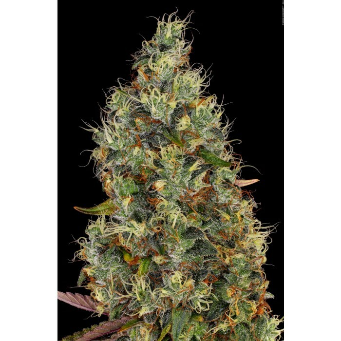 Paradise Seeds - Rainbow Road (fem.)