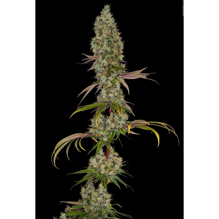Paradise Seeds - Rainbow Road (fem.)