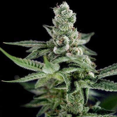 Crockett Family Farms - Crockett's Haze (reg.) 02735
