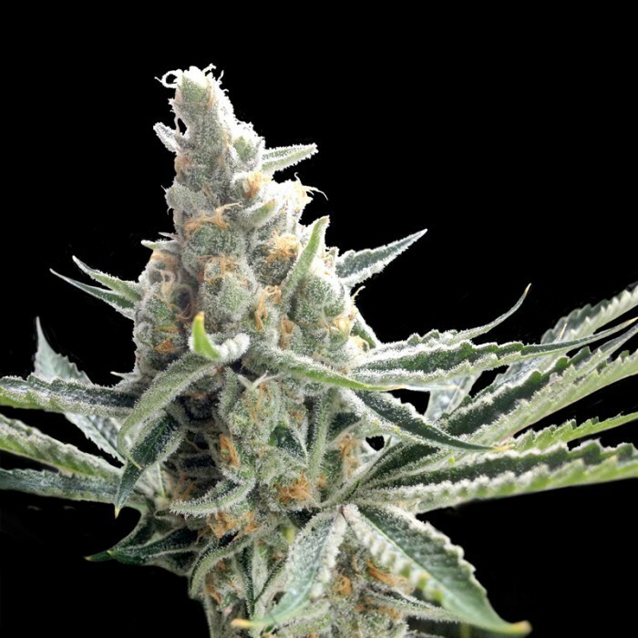 Crockett Family Farms - Crockett's Tangie (reg.)