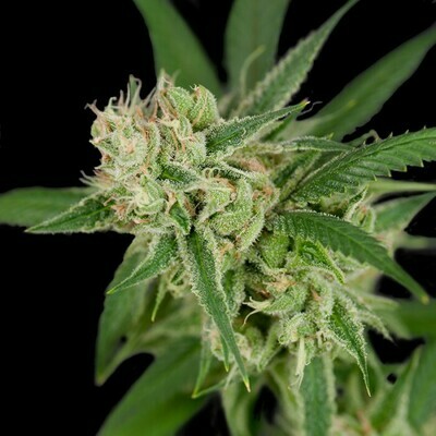 Crockett Family Farms - Sour Banana Sherbet (reg.) 02739
