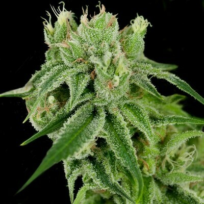 Crockett Family Farms - Banana Split (reg.) 02732