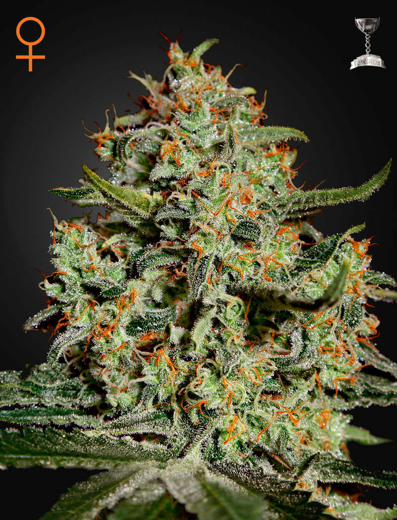 Green House Seeds - Big Bang (fem.)