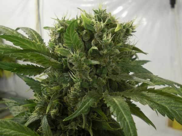 Green House Seeds - Big Bang (fem.)