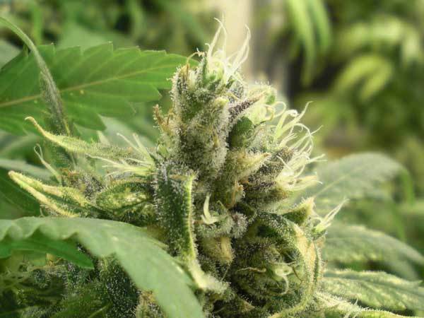 Green House Seeds - Big Bang (fem.)